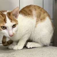 GUCCI, chat à adopter