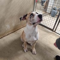 SCAR VAA, chien à adopter