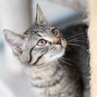 feta, chat à adopter