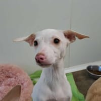 BEETHOVEN QCN, chien à adopter