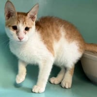 RAJAH, chat à adopter