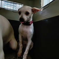 TITI QCN, chien à adopter
