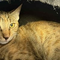 IRIS, chatte à adopter