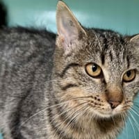 SHIVA, chatte à adopter