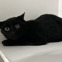 DRACULICHAT, chatte à adopter