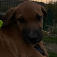 BAMBO, chien à adopter