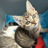 RAINY, chatte à adopter