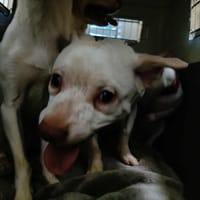 NEZ ROSE QCN, chien à adopter