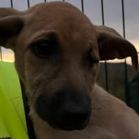 MBOUZI, chienne à adopter