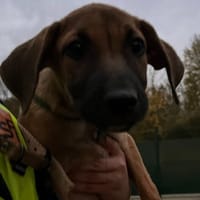 BOUENI, chienne à adopter