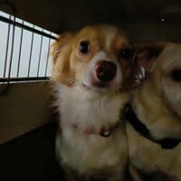 KIWI QCN, chien à adopter