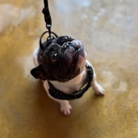 PRISCA, chienne à adopter