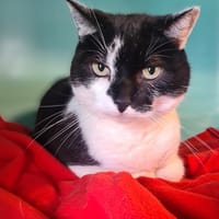 KINDER, chat à adopter