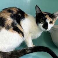 KIMCHI, chatte à adopter