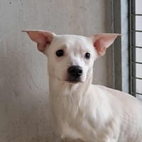VERON QCN, chien à adopter