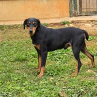 sam, chien à adopter