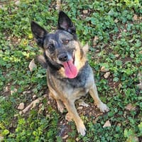 meyss, chienne à adopter