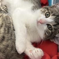 CLOUDY, chatte à adopter
