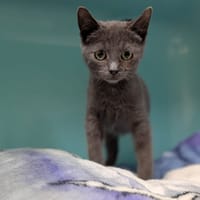 ZOREL, chat à adopter