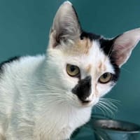 CAVA, chatte à adopter