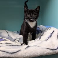 SOQUETTE, chat à adopter