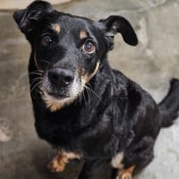 Ophea, chienne à adopter