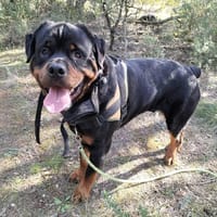 Hadès, chien à adopter