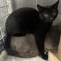 PATOUNSFERATA, chat à adopter