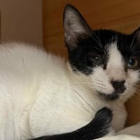 ERA, chatte à adopter