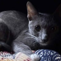 SIERRA, chatte à adopter