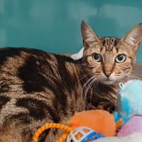 GIPSY C, chatte à adopter