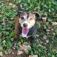 xanna, chienne à adopter