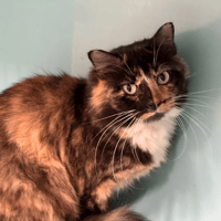 MARQUISE, chatte à adopter