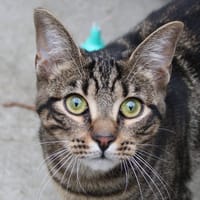 Hook, chat à adopter