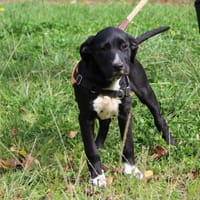 MAA 3524, chienne à adopter