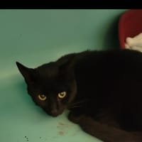 CYBEL, chatte à adopter