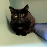 MIMINE, chatte à adopter