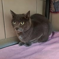 TEEMO QCT, chat à adopter