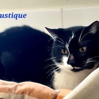 Moustique, chat à adopter