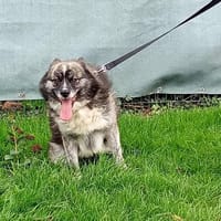 TCHOCO, chien à adopter