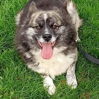 TCHOCO, chien à adopter