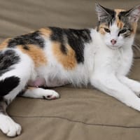 VICKIE, chatte à adopter