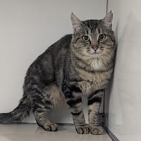 Cisco, chat à adopter