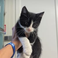 Ronnie, chat à adopter