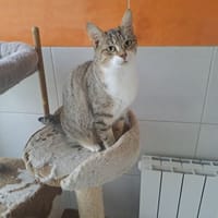 VAL, chatte à adopter