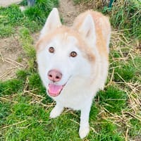 Orion, chien à adopter