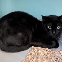 MINOU NOIR, chat à adopter