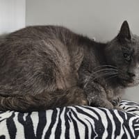 rangoon, chat à adopter