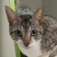 Niels, chat à adopter