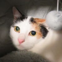 Macha, chatte à adopter